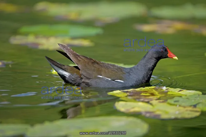 : Moorhen - In water : Moorhen - In water