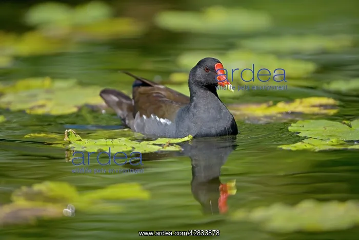 : Moorhen - In water : Moorhen - In water