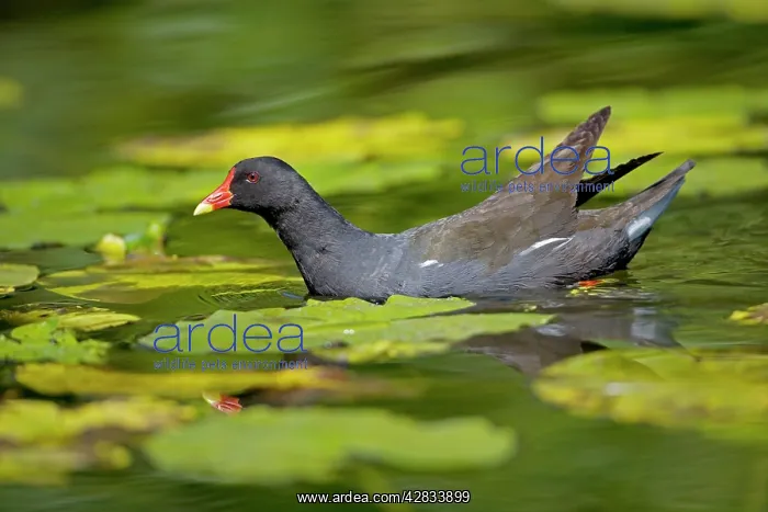 : Moorhen - In water : Moorhen - In water