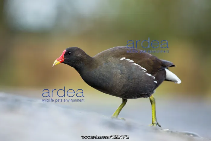 : Moorhen - winter : Moorhen - winter