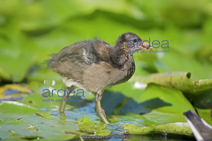 : Moorhen - Young : Moorhen - Young