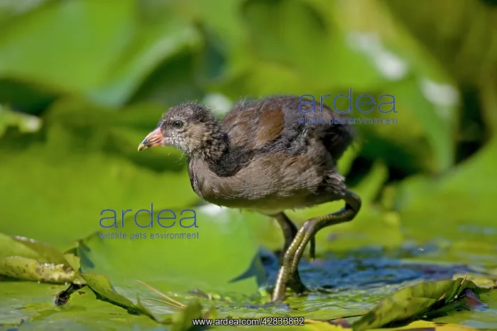 : Moorhen - Young - Walking on lily pads : Moorhen - Young - Walking on lily pads