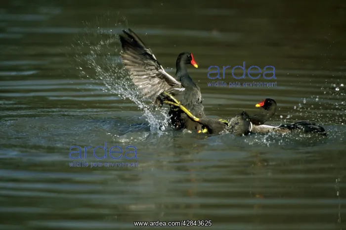  : Moorhens - Fighting