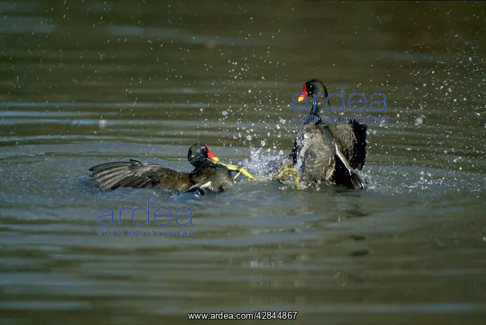 : Moorhens - Fighting : Moorhens - Fighting