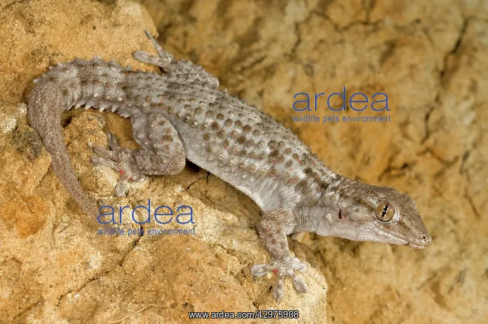 : Moorish Gecko : Moorish Gecko