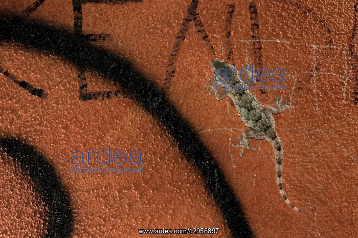 : Moorish Gecko - climbing city wall : Moorish Gecko - climbing city wall