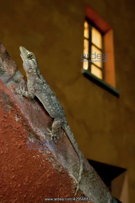 : Moorish Gecko - climbing wall in the city lights : Moorish Gecko - climbing wall in the city lights
