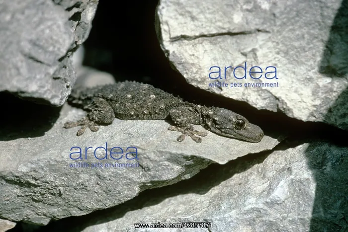 : Moorish Gecko - immature : Moorish Gecko - immature