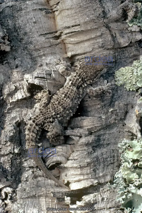 : MOORISH GECKO - ON TREE : MOORISH GECKO - ON TREE
