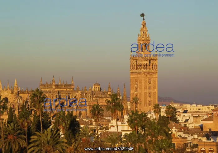 : The Moorish Giralda (1184 : The Moorish Giralda (1184