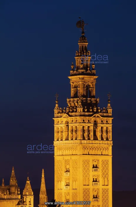 : The Moorish Giralda (1184-96) - illuminated at dusk : The Moorish Giralda (1184-96) - illuminated at dusk