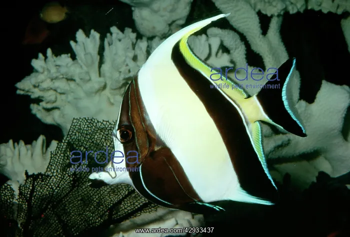  : Moorish Idol