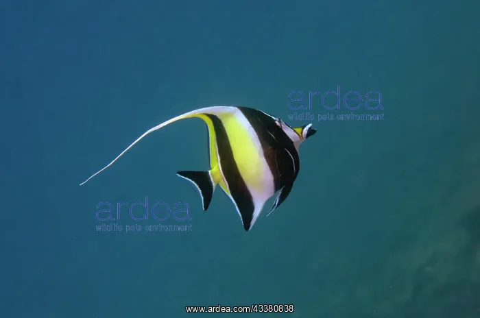 : Moorish Idol : Moorish Idol