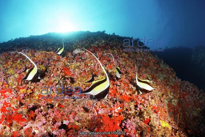 : Moorish idols (Zanclus cornutus) foraging on steep : Moorish idols (Zanclus cornutus) foraging on steep