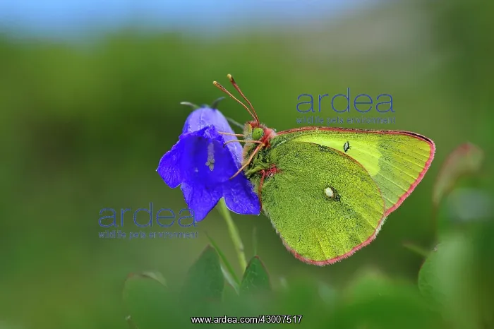 : Moorland Clouded Yellow Palaeno Sulphur Pale Arctic : Moorland Clouded Yellow Palaeno Sulphur Pale Arctic