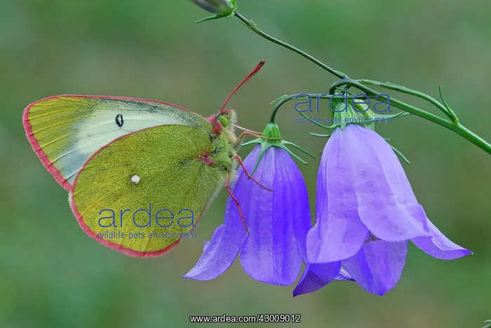 : Moorland Clouded Yellow Palaeno Sulphur Pale Arctic : Moorland Clouded Yellow Palaeno Sulphur Pale Arctic