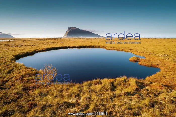 : Moorland covered by water channels, with Hoven mountain : Moorland covered by water channels, with Hoven mountain