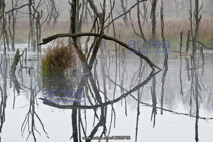 : Moorland, Emsland, Lower Saxony, Germany, Europe : Moorland, Emsland, Lower Saxony, Germany, Europe