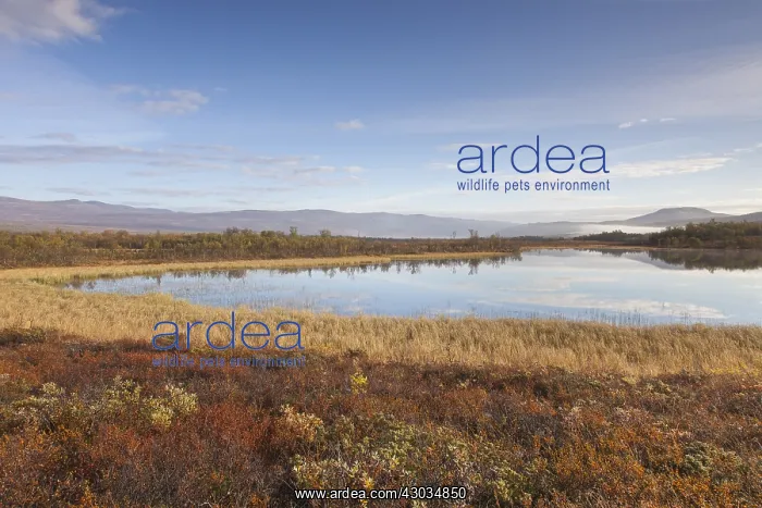 : Moorland Fokstumyra in autumn - Dovrefjell, Norway : Moorland Fokstumyra in autumn - Dovrefjell, Norway