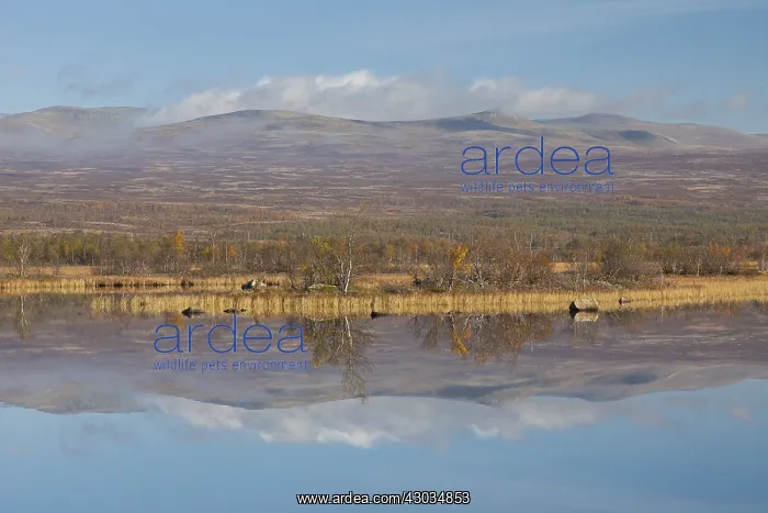 : Moorland Fokstumyra in autumn - Dovrefjell, Norway : Moorland Fokstumyra in autumn - Dovrefjell, Norway
