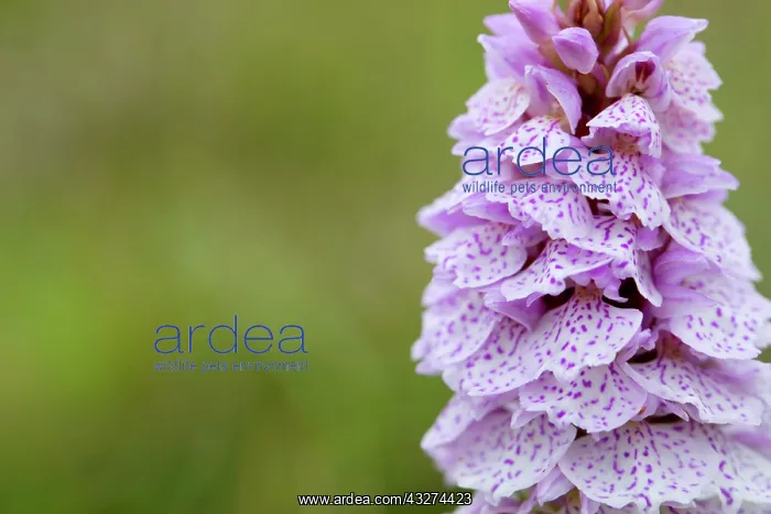 : Moorland / Heath Spotted Orchid : Moorland / Heath Spotted Orchid