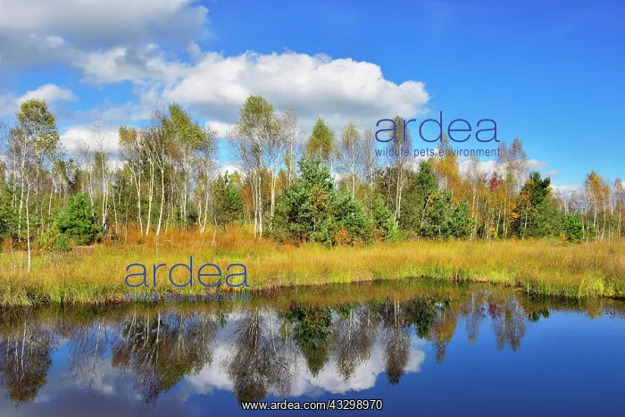 : Moorland pond with lakeshore bulrushes (Schoenoplactus : Moorland pond with lakeshore bulrushes (Schoenoplactus