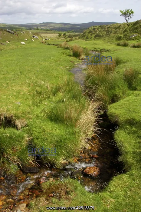 : Moorland Stream : Moorland Stream