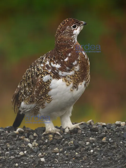 : Moorschneehuhn in herbstlicher Tundra Moorschneehuhn : Moorschneehuhn in herbstlicher Tundra Moorschneehuhn