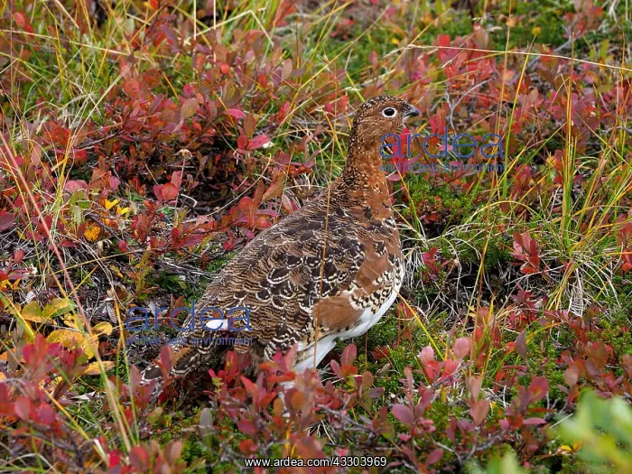  : Moorschneehuhn in herbstlicher Tundra Moorschneehuhn