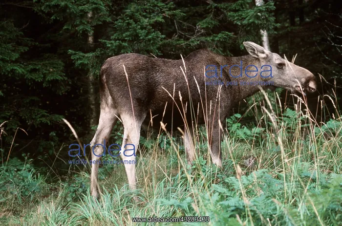 : MOOSE : MOOSE