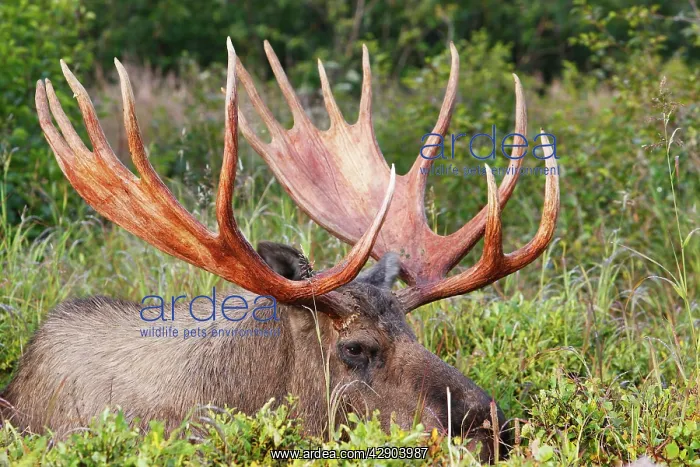 : Moose - 5-7 year old male : Moose - 5-7 year old male