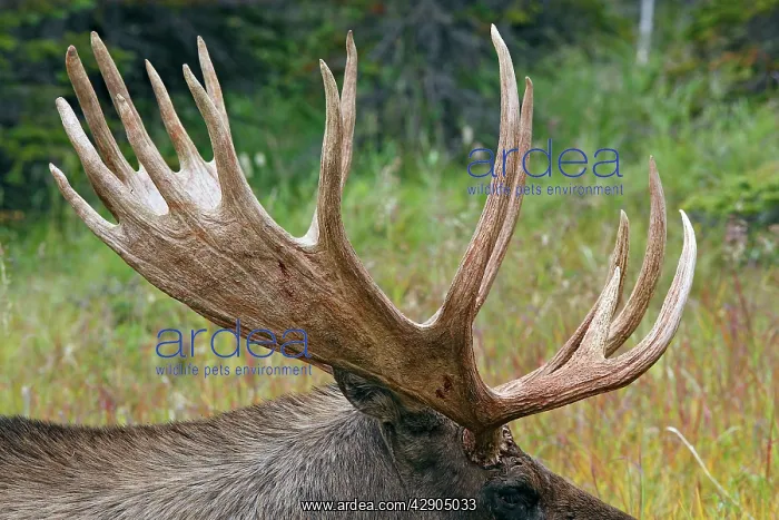 : Moose - 5-7 year old male : Moose - 5-7 year old male
