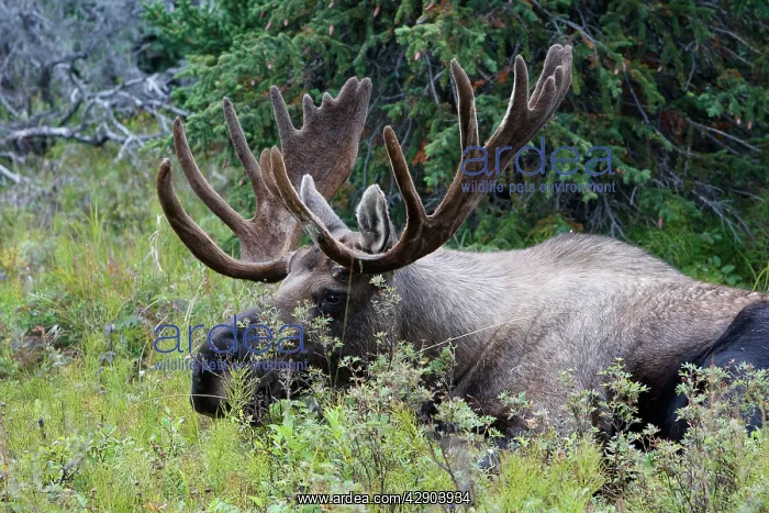 : Moose - 5-7 year old male with velvet : Moose - 5-7 year old male with velvet