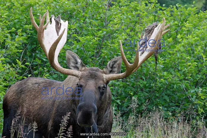 : Moose - 5-7 year old male with velvet : Moose - 5-7 year old male with velvet