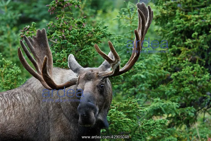 : Moose - 5-7 year old male with velvet : Moose - 5-7 year old male with velvet