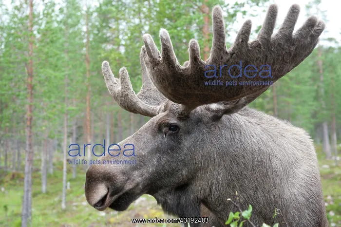 : Moose (Alces alces), 7-year-old bull moose with : Moose (Alces alces), 7-year-old bull moose with