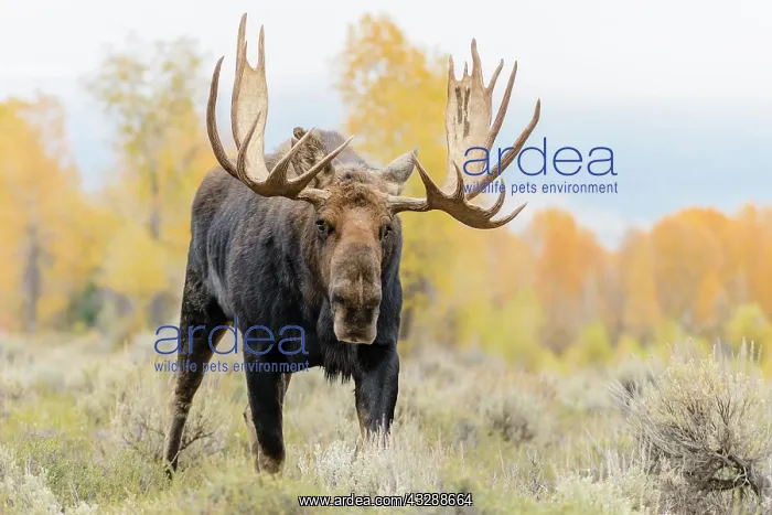 : Moose (Alces alces) aggressive stance during ru : Moose (Alces alces) aggressive stance during ru