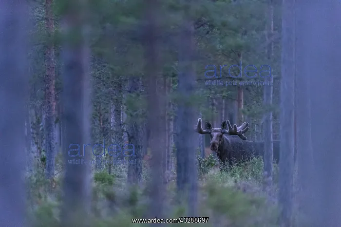  : Moose (Alces alces) in the blue forest, Sweden