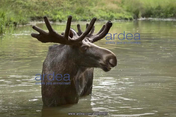 : Moose (Alces alces), bull elk standing in the water : Moose (Alces alces), bull elk standing in the water