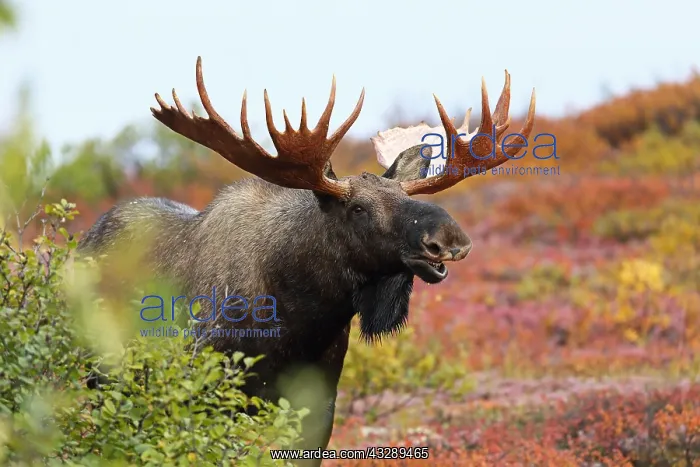 : Moose (Alces alces) bull exhibiting flehmen res : Moose (Alces alces) bull exhibiting flehmen res