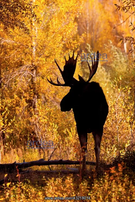 : Moose (Alces alces) bull in golden willows : Moose (Alces alces) bull in golden willows