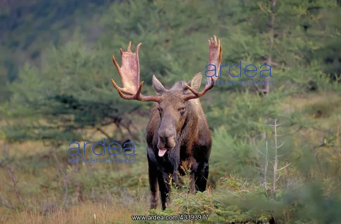 : Moose (Alces alces) bull, Gros Morne national pa : Moose (Alces alces) bull, Gros Morne national pa