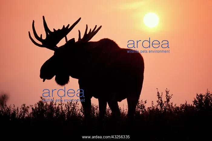  : moose, Alces alces, bull with large antlers