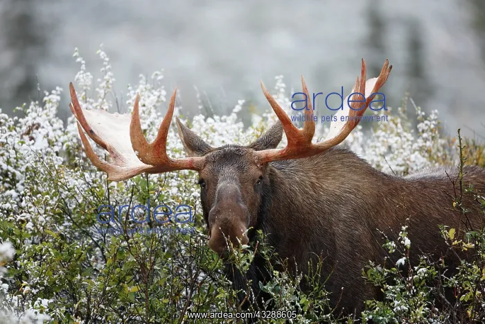 : Moose (Alces alces), bull moose feeding on vege : Moose (Alces alces), bull moose feeding on vege