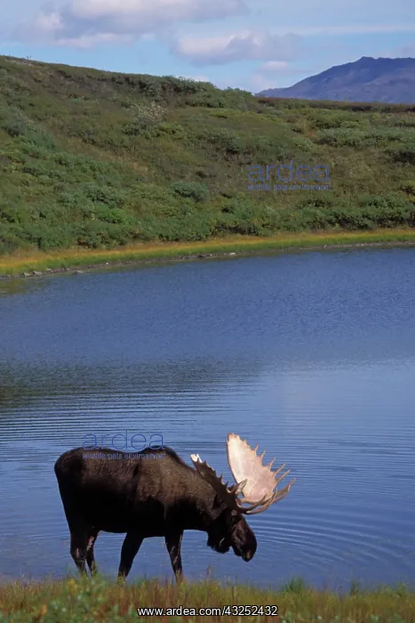 : moose, Alces alces, bull walking along a : moose, Alces alces, bull walking along a
