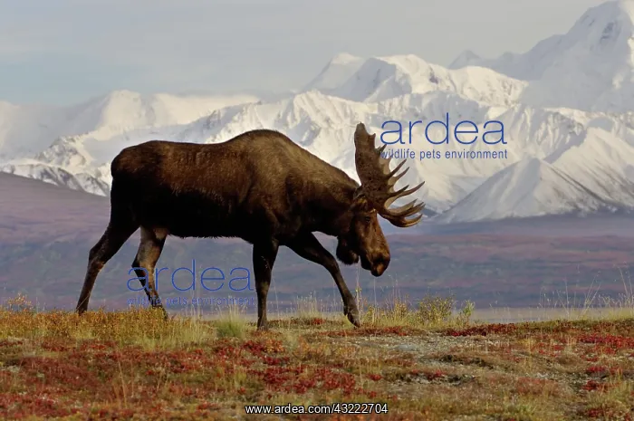 : moose, Alces alces, bulls walking on fall : moose, Alces alces, bulls walking on fall