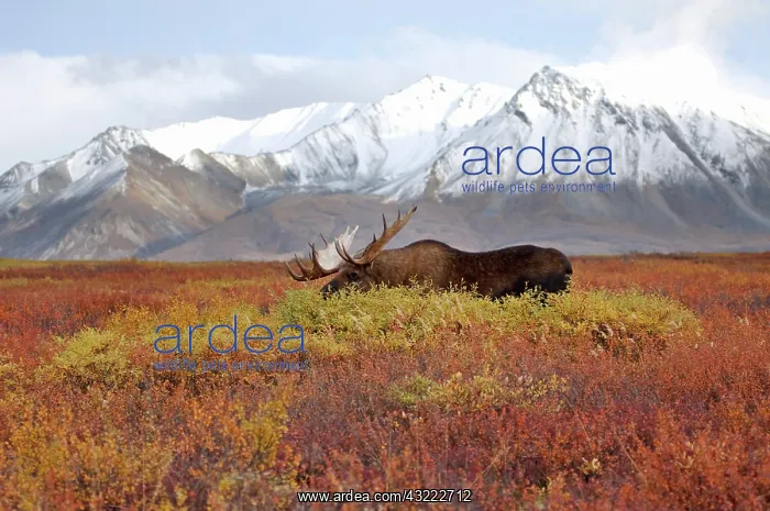 : moose, Alces alces, bulls walking on fall