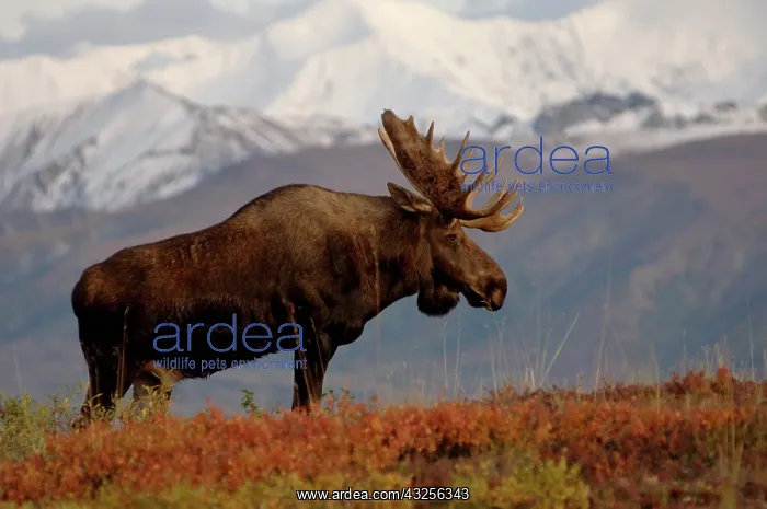 : moose, Alces alces, bulls walking on fall : moose, Alces alces, bulls walking on fall