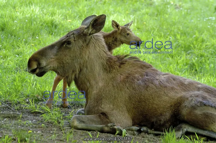 : Moose (Alces alces) cow with a small calf lying : Moose (Alces alces) cow with a small calf lying