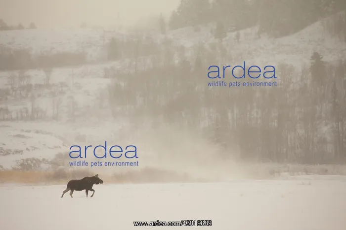 : Moose (Alces alces) crossing snow-laden field : Moose (Alces alces) crossing snow-laden field